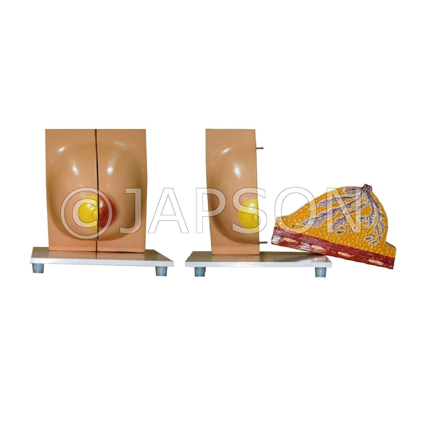 Human Model - Breast, 2 Parts Human Model - Breast, 2 Parts